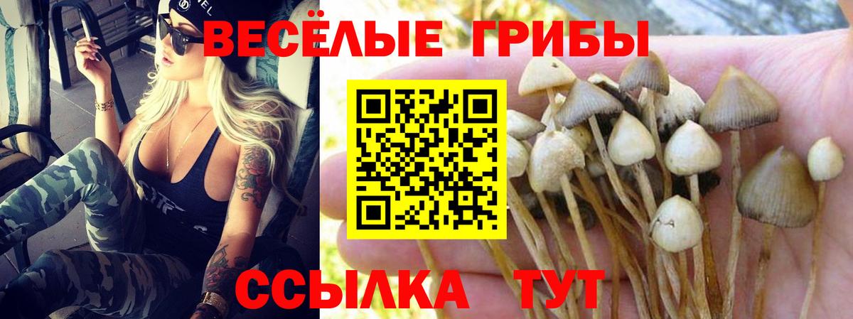Галлюциногенные грибы Psilocybe Воткинск
